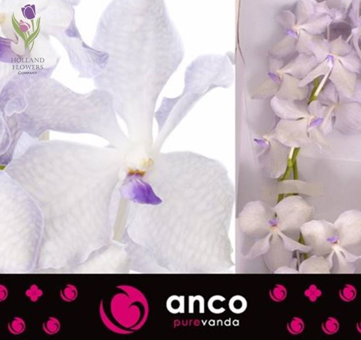 Фото 3/12. Orchid Vanda, Орхидея Ванда, ОПТ, Киев, Украина, Голландия