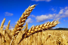 Фото 5. Постійно закуповуємо пшеницю