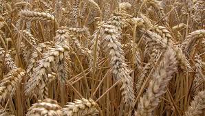 Фото 6. Постійно закуповуємо пшеницю