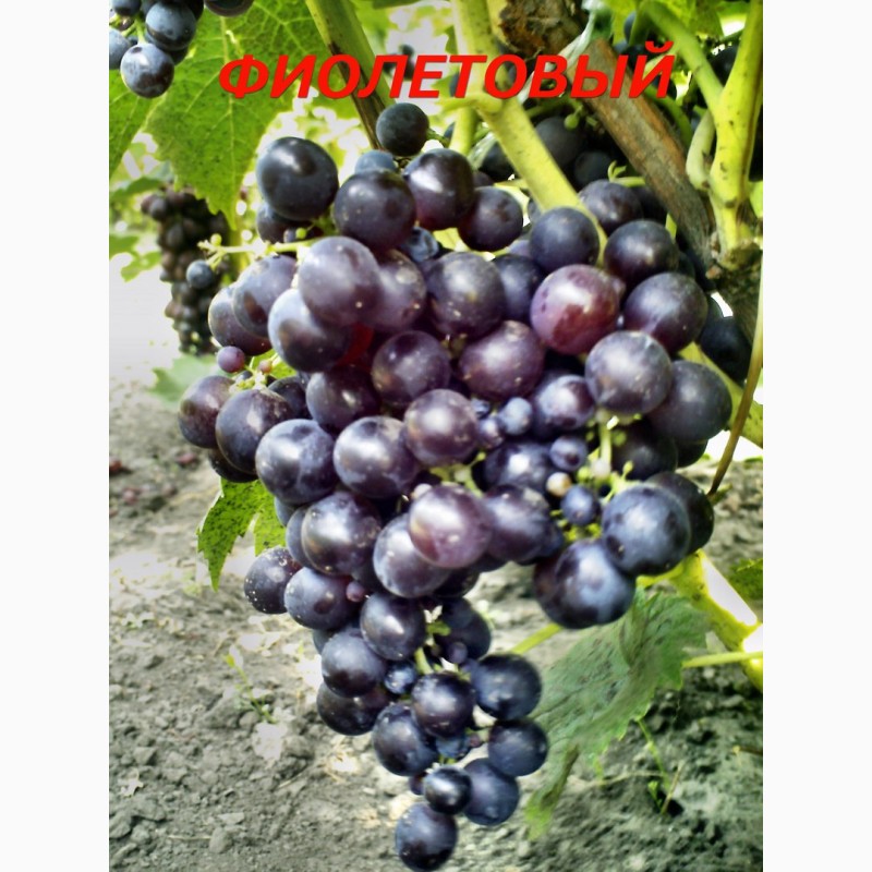 Фото 12. Черенки и саженцы технических(винных) сортов винограда