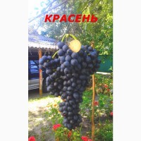 Черенки и саженцы технических(винных) сортов винограда