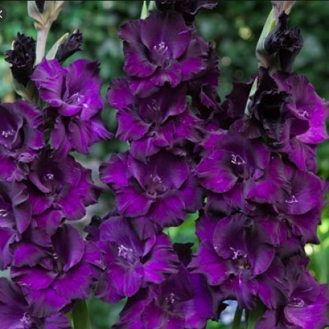 Продам Гладиолус крупноцветковый Black Velvet (Блэк Велвет)