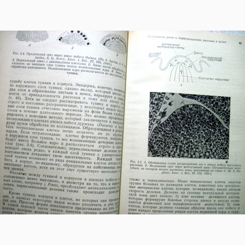 Фото 5. Рост растений и дифференцировка Уоринг 1984 гормоны ингибиторы регуляция цитологические