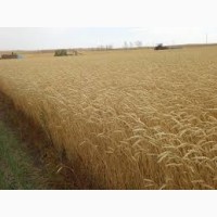 Семена озимой пшеницы ВДАЛА