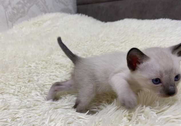 Фото 3. Котята тайской кошки - чудесный подарок