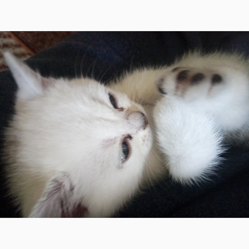 Фото 2/8. Продам породистих кошенят. Білі пухнасті клубочки щастя