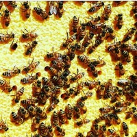 Оголошення!!! Продам бджолопакети! українська степова бджола 3+1р