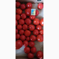 Продам помідори круглий