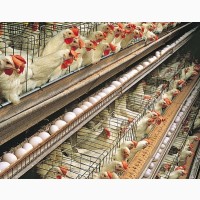 Содействие в приобретение новой птицефабрики по производству яиц в Румынии