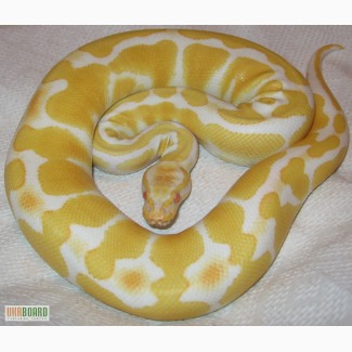 Продам питон королевский альбинос- Python regius albino