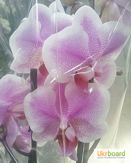Фото 1/3. Продажа пятнистых орхидей