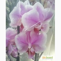 Продажа пятнистых орхидей