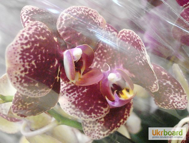 Фото 2. Продажа пятнистых орхидей
