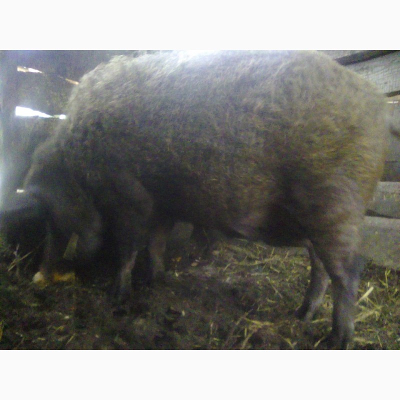 Фото 5. Продам свиноматку венгерской пуховой мангалицы