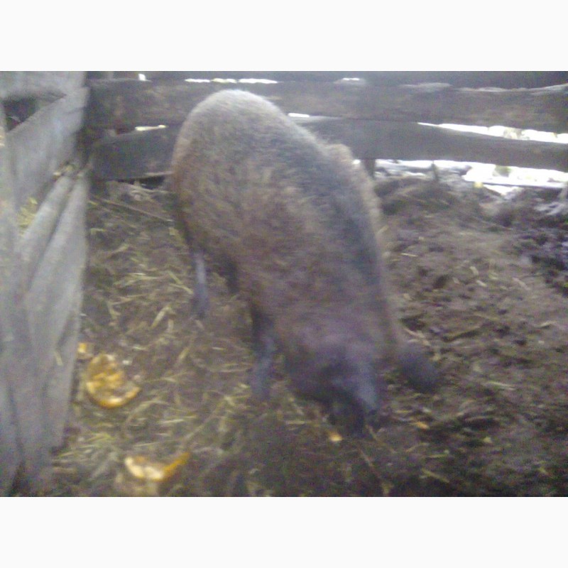 Фото 6. Продам свиноматку венгерской пуховой мангалицы