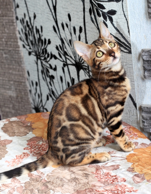 Фото 10. Продам бенгальскую кошку