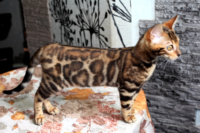 Фото 5. Продам бенгальскую кошку