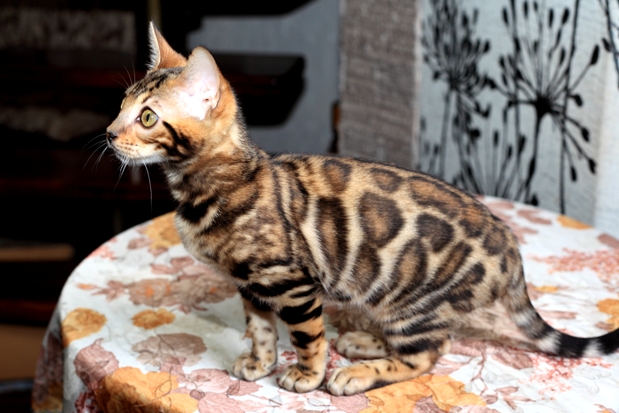Фото 6. Продам бенгальскую кошку