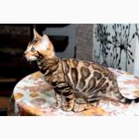 Продам бенгальскую кошку