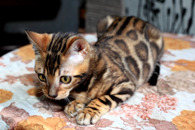 Фото 7. Продам бенгальскую кошку
