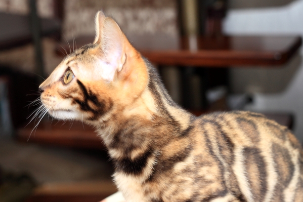 Фото 9. Продам бенгальскую кошку
