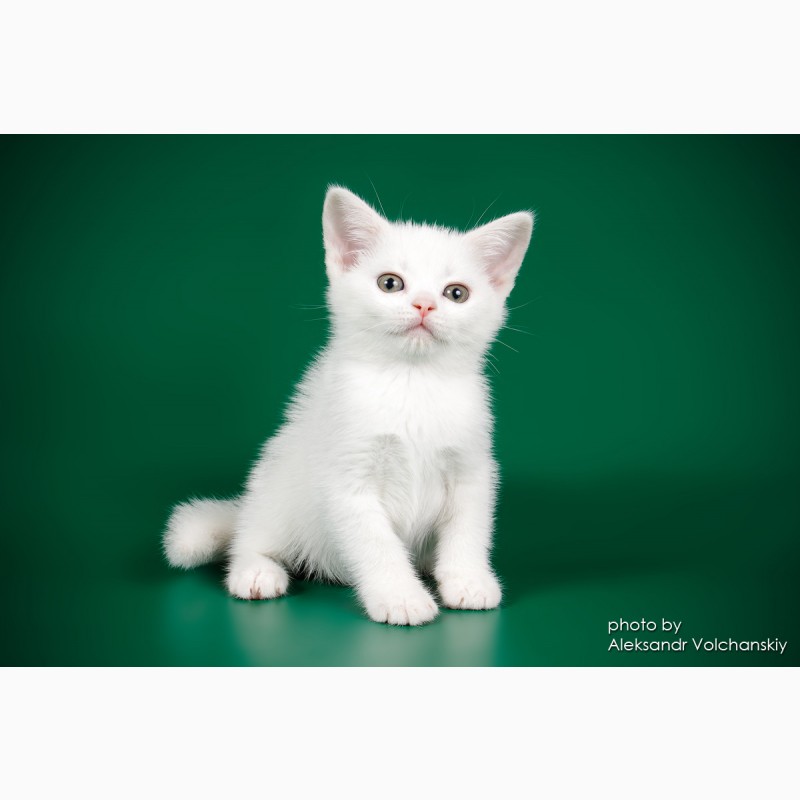 Фото 3. Американские короткошерстные котята
