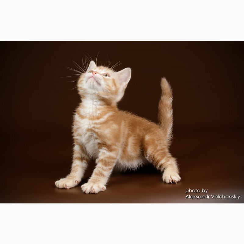 Фото 4. Американские короткошерстные котята