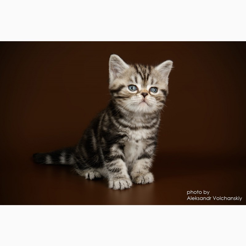 Фото 5. Американские короткошерстные котята
