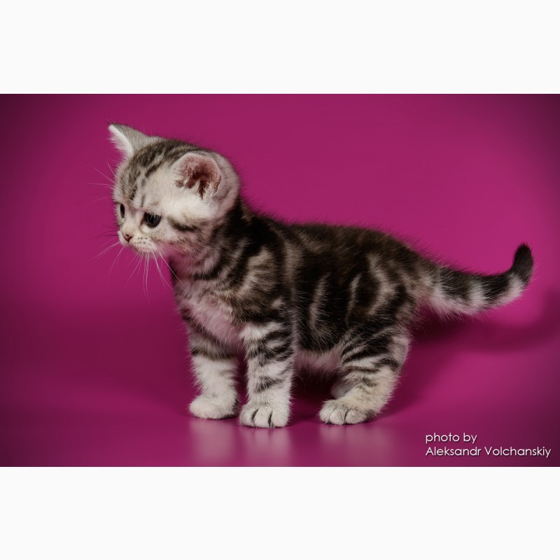 Фото 6. Американские короткошерстные котята