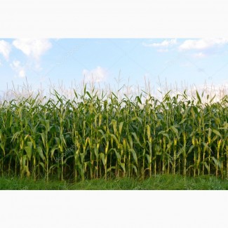 Закупаем зерновые культуры: Кукурузу