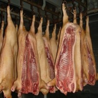 Купляєм свиней свиноматок по всій Україні