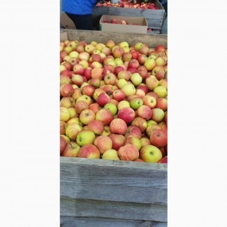 Продам яблука фрешовані з холодильника