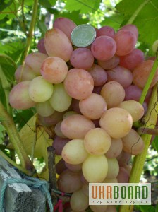 Фото 1/8. Саженцы и черенки винограда по самым низким ценам.