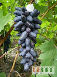Фото 2/8. Саженцы и черенки винограда по самым низким ценам.