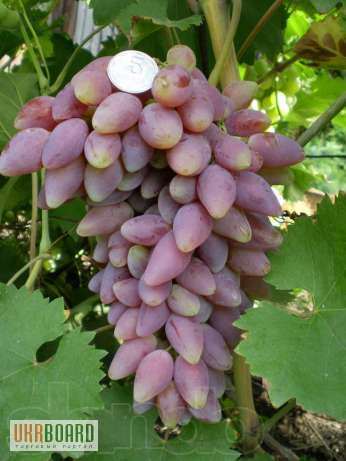 Фото 3/8. Саженцы и черенки винограда по самым низким ценам.