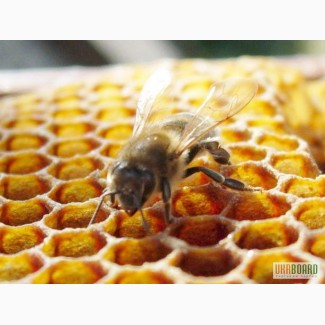 Продам пчелиные семьи, отводки и пчелопродукты