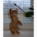 Чистокровные котята ОЦИКЕТ (ocicat) от родителей чемпионов