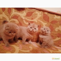 Продам шотландских вислоухих лиловых котят