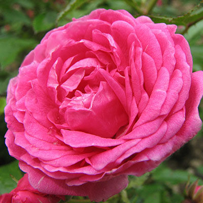 Фото 10. Саджанці троянд з відкритою кореневою системою, щеплені на шипшині, дворічки