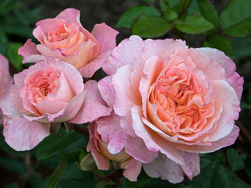 Фото 2. Саджанці троянд з відкритою кореневою системою, щеплені на шипшині, дворічки