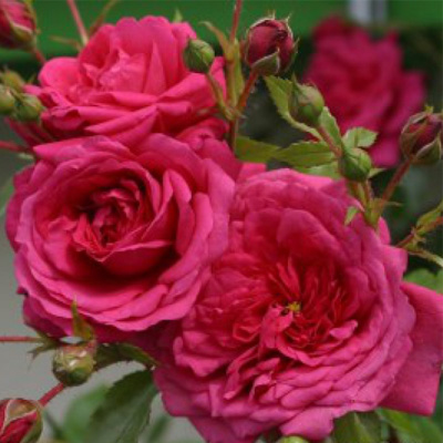 Фото 3. Саджанці троянд з відкритою кореневою системою, щеплені на шипшині, дворічки