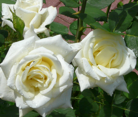 Фото 4. Саджанці троянд з відкритою кореневою системою, щеплені на шипшині, дворічки
