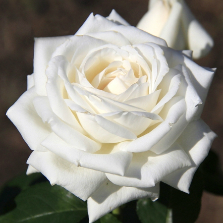 Фото 5. Саджанці троянд з відкритою кореневою системою, щеплені на шипшині, дворічки