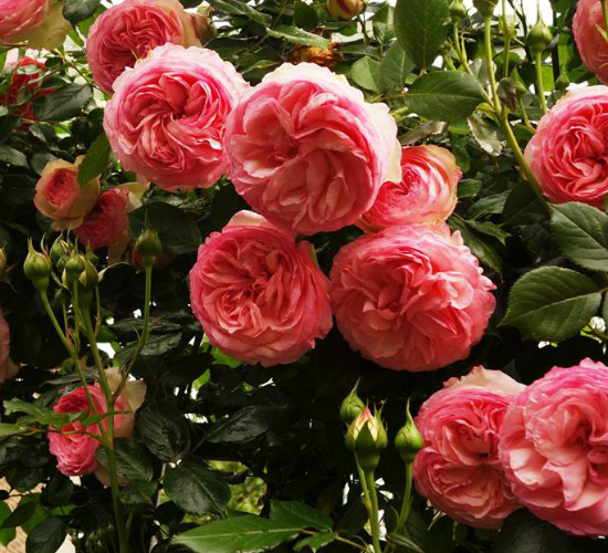 Фото 6. Саджанці троянд з відкритою кореневою системою, щеплені на шипшині, дворічки