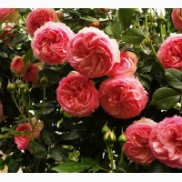 Саджанці троянд з відкритою кореневою системою, щеплені на шипшині, дворічки