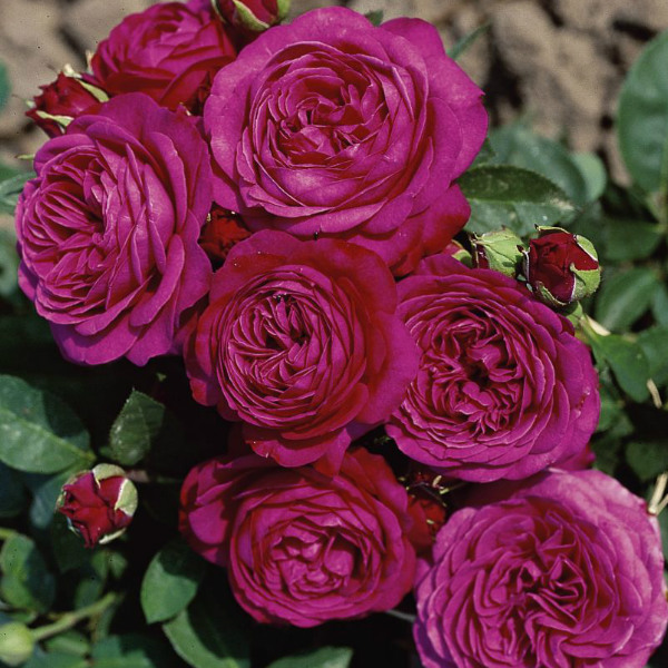 Фото 7. Саджанці троянд з відкритою кореневою системою, щеплені на шипшині, дворічки