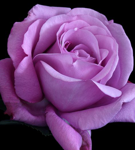 Фото 8. Саджанці троянд з відкритою кореневою системою, щеплені на шипшині, дворічки