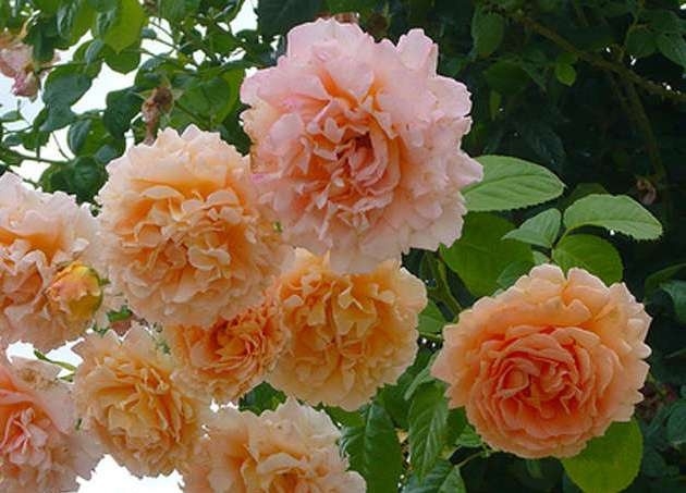 Фото 9. Саджанці троянд з відкритою кореневою системою, щеплені на шипшині, дворічки