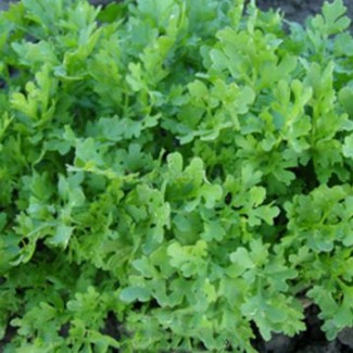 Крес-салат, або хрінниця посівна, або водяний крес, (лат. Lepidium sativum)