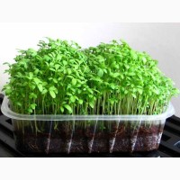 Крес-салат, або хрінниця посівна, або водяний крес, (лат. Lepidium sativum)